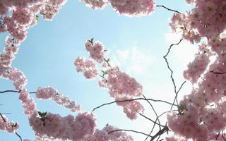 Illustration for article titled Shooting Challenge: Spring Part 2